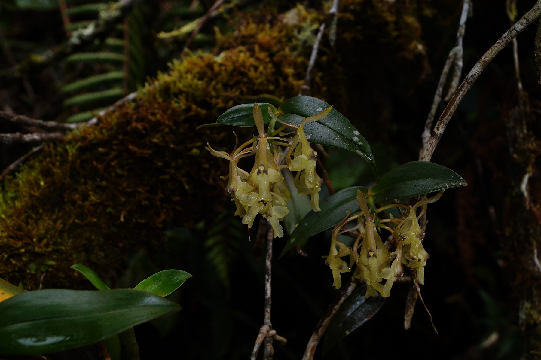 Epidendrum ornis